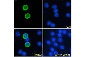 Immunofluorescence staining of fixed mouse splenocytes with anti-GITR antibody YGITR765. (Recombinant TNFRSF18 anticorps)