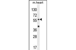 SP8 Antibody (C-term) (ABIN654756 and ABIN2844440) western blot analysis in mouse heart tissue lysates (35 μg/lane). (SP8 anticorps  (C-Term))