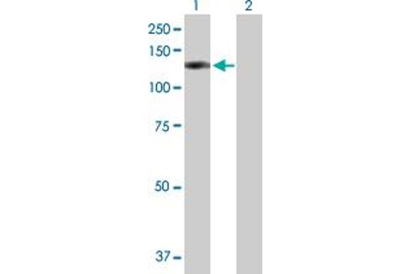 OSBPL8 antibody  (AA 1-847)