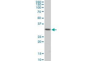 CENPH MaxPab polyclonal antibody.
