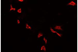 ABIN6278457 staining HepG2?