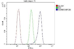 anti-Sorbin and SH3 Domain Containing 3 (Sorbs3) (N-Term) antibody