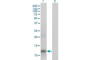 Western Blot analysis of APOA2 expression in transfected 293T cell line by APOA2 monoclonal antibody (M01), clone 4F3. (APOA2 anticorps  (AA 1-100))