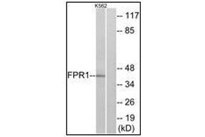 Western blot analysis of extracts from K562 cells, using FPR1 Antibody. (FPR1 anticorps)