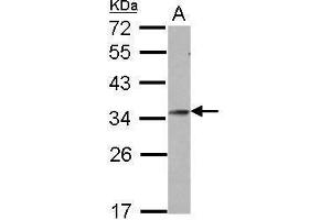 WB Image Sample (30 ug of whole cell lysate) A: U87-MG 12% SDS PAGE antibody diluted at 1:1000 (GSC anticorps)