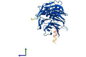 AlphaFold protein structure predicition of Human Recombinant FBXW4 Protein, UniprotID P57775