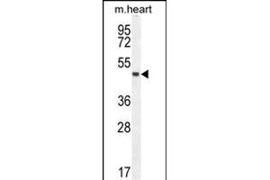 LRRC34 Antibody (Center) (ABIN654560 and ABIN2844267) western blot analysis in mouse heart tissue lysates (35 μg/lane). (LRRC34 anticorps  (AA 154-182))