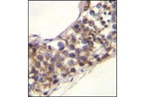 Formalin fixed, paraffin embedded human testis tissue stained with PNLDC1 Antibody (C-term) followed by peroxidase conjugation of the secondary antibody and DAB staining. (PNLDC1 anticorps  (C-Term))