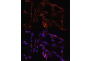 Immunofluorescence analysis of NIH/3T3 cells using OXA1L antibody. (OXA1L anticorps  (AA 396-495))
