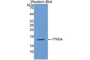 Western Blotting (WB) image for anti-Angiogenin (ANG) (AA 25-142) antibody (ABIN1857985) (ANG anticorps  (AA 25-142))