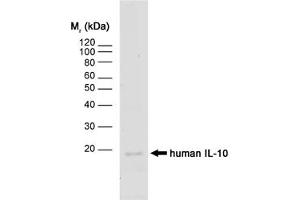 Image no. 1 for anti-Interleukin 10 (IL10) antibody (ABIN217691) (IL-10 anticorps)
