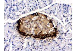 IHC testing of rat pancreas with GLP-1 antibody. (GLP-1 anticorps)
