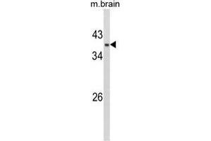 Western blot analysis of AP17436PU-N GPD1 Antibody (N-term) in Mouse brain tissue lysates (35 µg/lane). (GPD1 anticorps  (N-Term))