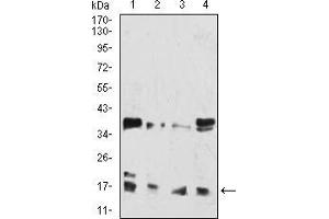 Western blot analysis using HIST2H3C(27Ac) mouse mAb against Hela (1), Lncap (2), Jurkat (3), and Jurkat (4) cell lysate. (Histone Cluster 2, H3c (HIST2H3C) (acLys27) anticorps)