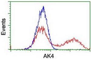 Image no. 1 for anti-Adenylate Kinase 4 (AK4) antibody (ABIN1496526) (AK4 anticorps)