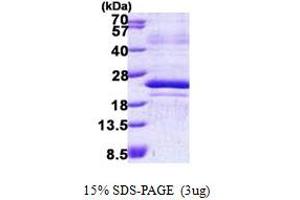 SDS-PAGE (SDS) image for Transcription Factor MafF (MAFF) (AA 1-164) protein (His tag) (ABIN5852941)