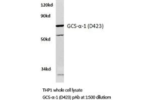 Western blot analysis of GCS-alpha-1 antibody in extracts from THP1 cells. (GUCY1A1 anticorps)