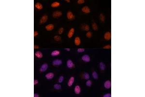 Immunofluorescence analysis of U-2 OS cells using RPP38 antibody (ABIN7269983) at dilution of 1:100. (RPP38 anticorps  (AA 20-110))