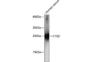 Western blot analysis of extracts of human serum, using C1QC antibody (ABIN7266475) at 1:1000 dilution. (C1QC anticorps  (AA 50-150))