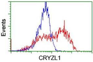 Image no. 1 for anti-Crystallin, Zeta, Homolog antibody (ABIN1497656) (CRYZL1 anticorps)