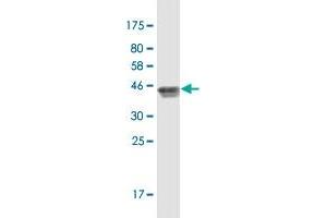Western Blot detection against Immunogen (42. (RPL21P44 anticorps  (AA 1-136))