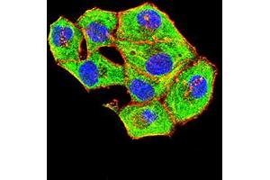 Immunofluorescence analysis of Hela cells using BAG1 mouse mAb (green).