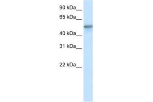 Western Blotting (WB) image for anti-Forkhead Box O3 (FOXO3) antibody (ABIN2461632) (FOXO3 anticorps)