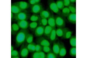 Immunofluorescence (IF) image for anti-RAN, Member RAS Oncogene Family (RAN) antibody (ABIN1449197)