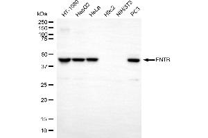 Western blotting analysis using FNTB antibody (ABIN7798573). (Recombinant FNTB anticorps)
