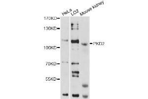 Western blot analysis of extracts of various cell lines, using PKD2 antibody (ABIN1874147) at 1:1000 dilution. (PKD2 anticorps)