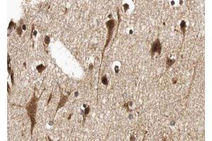ABIN6268752 at 1/100 staining human brain tissue sections by IHC-P. (MYCN anticorps  (Internal Region))
