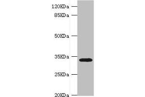 Western blot All lanes: HMGCL antibody at 0. (HMGCL anticorps  (AA 1-325))