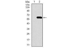 Image no. 1 for anti-Secreted phosphoprotein 1 (SPP1) antibody (ABIN1491004) (Osteopontin anticorps)