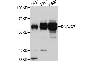Western blot analysis of extracts of various cell lines, using DNAJC7 antibody (ABIN5975361) at 1/1000 dilution. (DNAJC7 anticorps)