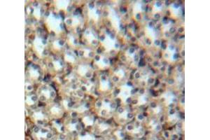 IHC-P analysis of Kidney tissue, with DAB staining. (HTRA1 anticorps  (AA 204-364))