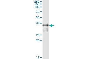 Immunoprecipitation of TOMM34 transfected lysate using anti-TOMM34 monoclonal antibody and Protein A Magnetic Bead , and immunoblotted with TOMM34 MaxPab rabbit polyclonal antibody.
