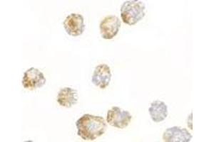 Immunocytochemistry of FGF4 in 3T3 cells with AP30336PU-N FGF4 antibody at 2.