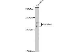 Western blot analysis of extracts of Rat testis, using Pumilio 2 antibody (ABIN7269747) at 1:1000 dilution.