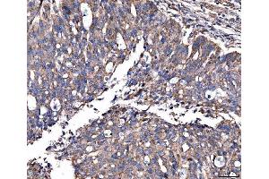 IHC analysis of MRP3/ABCC3 using anti-MRP3/ABCC3 antibody (ABIN7600647).