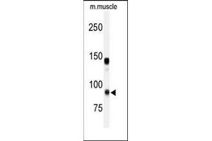 Western blot analysis of anti-ADAMTS5 Antibody (Center) in mouse muscle tissue lysates (35ug/lane).