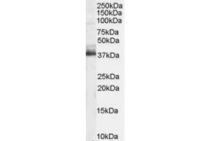 ABIN184983 staining (1 ug/ml) of Human Brain lysate (RIPA buffer, 35 ug total protein per lane). (TRIM5 anticorps  (N-Term))