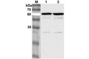 Western blot analysis of 3T3-L1 cell lysate using anti-Nampt (Visfatin/PBEF) mAb (OMNI379)  at 1:2000 dilution. (NAMPT anticorps  (Biotin))