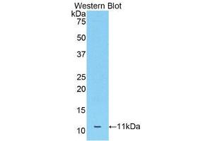 Western Blotting (WB) image for anti-Apolipoprotein C-III (APOC3) (AA 21-101) antibody (ABIN1175180) (APOC3 anticorps  (AA 21-101))
