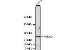 Western blot analysis of extracts of HeLa cells using RASAL2 Polyclonal Antibody at dilution of 1:1000. (RASAL2 anticorps)