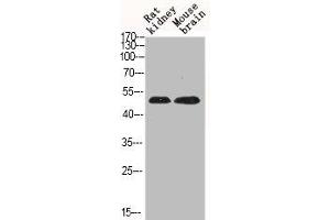 Western Blot analysis of RAT-KIDNEY mouse-brain cells using Phospho-JNK1/2/3 (T183) Polyclonal Antibody (JNK anticorps  (pThr183))