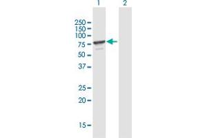 Western Blot analysis of MPP7 expression in transfected 293T cell line by MPP7 MaxPab polyclonal antibody.