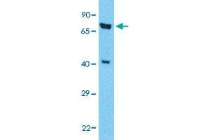 Western Blot analysis of HeLa cell lysate with KLF2 polyclonal antibody  at 1 ug/mL working concentration. (KLF2 anticorps  (Internal Region))