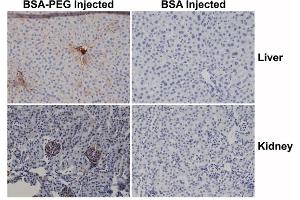 Immunohistochemistry of mouse liver and kidney using 0. (Recombinant PEG anticorps  (methoxylated) (Biotin))