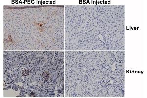 Immunohistochemistry of mouse liver and kidney using 0. (PEG anticorps  (methoxylated) (Biotin))