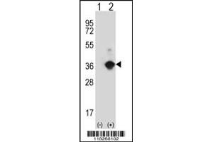 Western blot analysis of ANGPTL7 using rabbit polyclonal ANGPTL7 Antibody using 293 cell lysates (2 ug/lane) either nontransfected (Lane 1) or transiently transfected (Lane 2) with the ANGPTL7 gene. (ANGPTL7 anticorps  (N-Term))